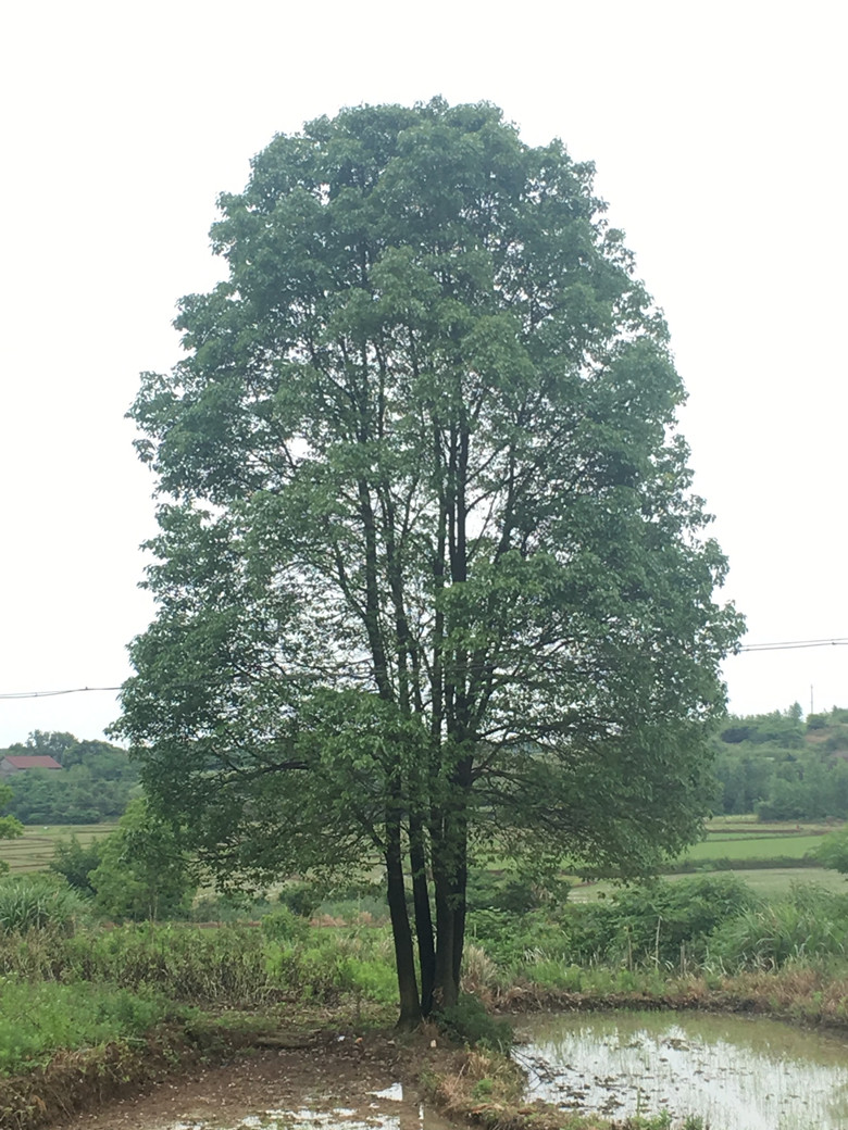 丛生香樟